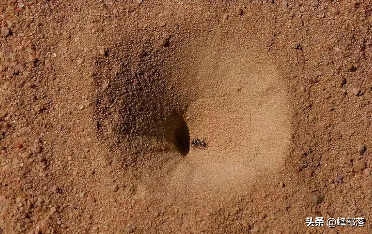 不长肛门，只吃不拉，习惯于“憋屎”的昆虫，它们真的好受吗？