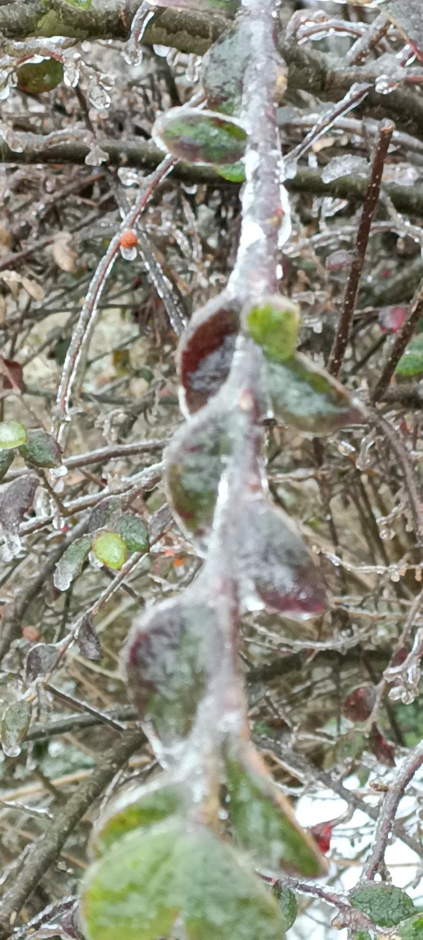 云南开远市下雪吗,开远多少年没下雪了
