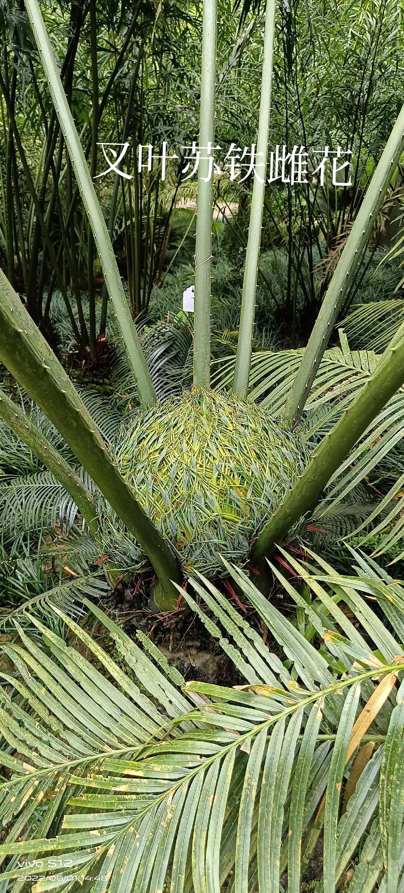 千年铁树开花完整版,千年铁树开花打一小说名