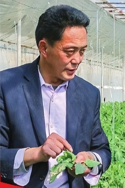 “植物医生”逐梦沃野！“正高”农民王伦世自学蔬菜种植农技