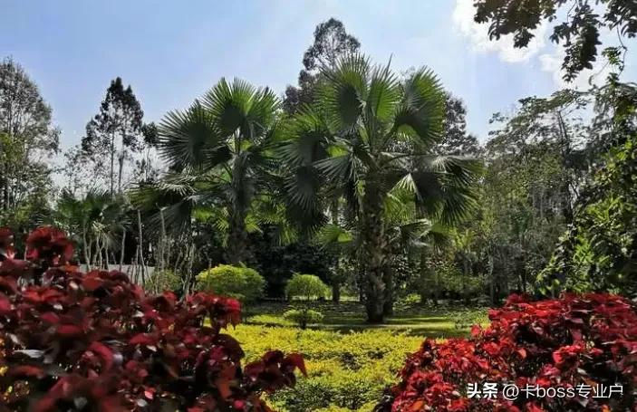 云南西双版纳旅游景点图片大全,西双版纳旅游攻略必去景点地图