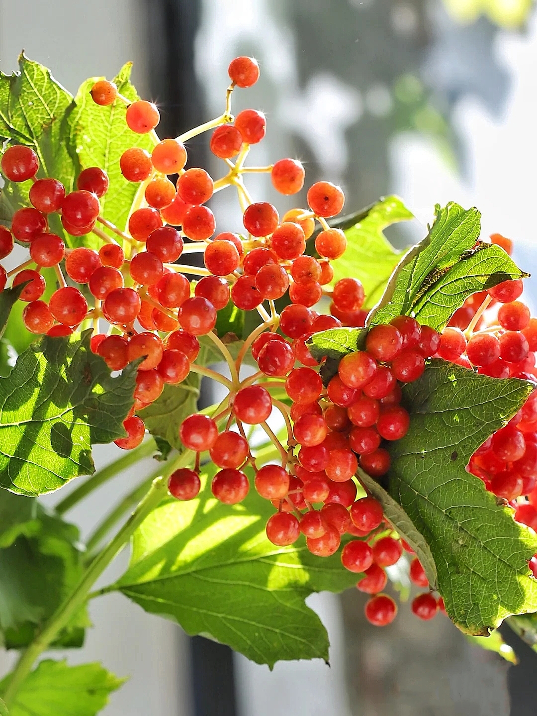 花艺教程花材打理知识,花艺教程常用花材及叶材有哪些