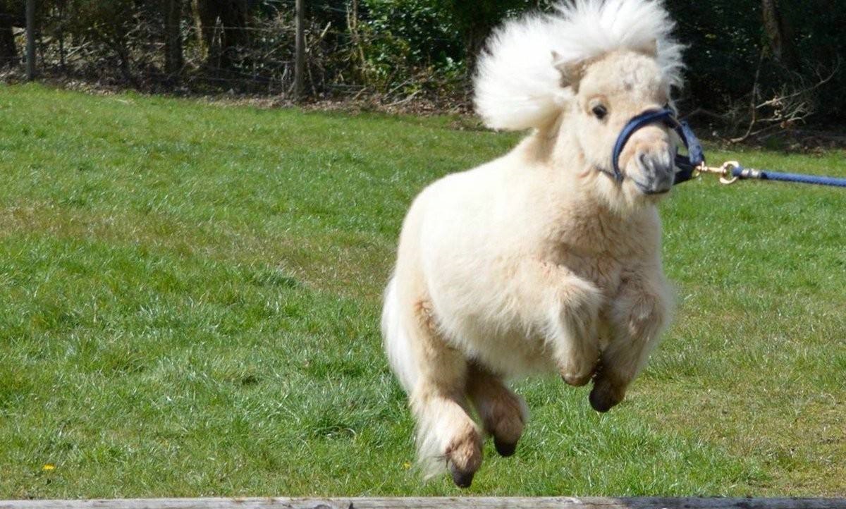 马必须要装马蹄铁吗,马为什么要佩戴马蹄铁