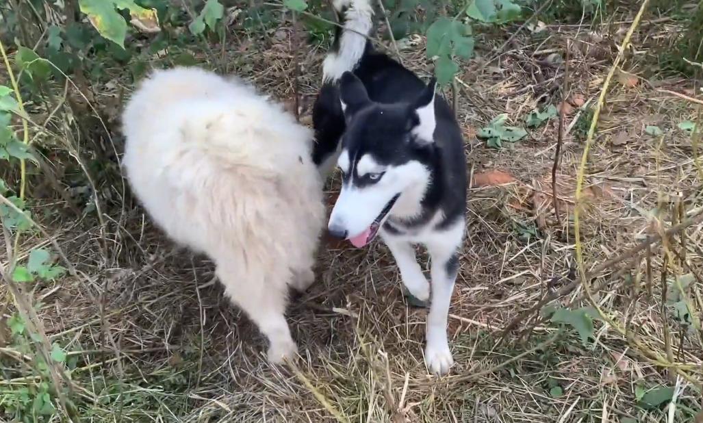 因为6000治疗费被抛弃的哈士奇，历经10个月，它已经成为纯纯二哈