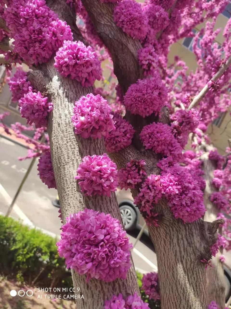 原创微型散文诗：乐与春天合影爱与快乐同行