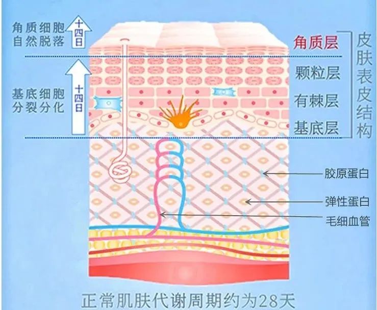 地龙多肽多效美肤霜，赋予你应有的健康、美丽与自信