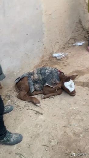 牛犊粪便带血是怎么回事,牛生完牛犊牛乳带血怎么治疗最好