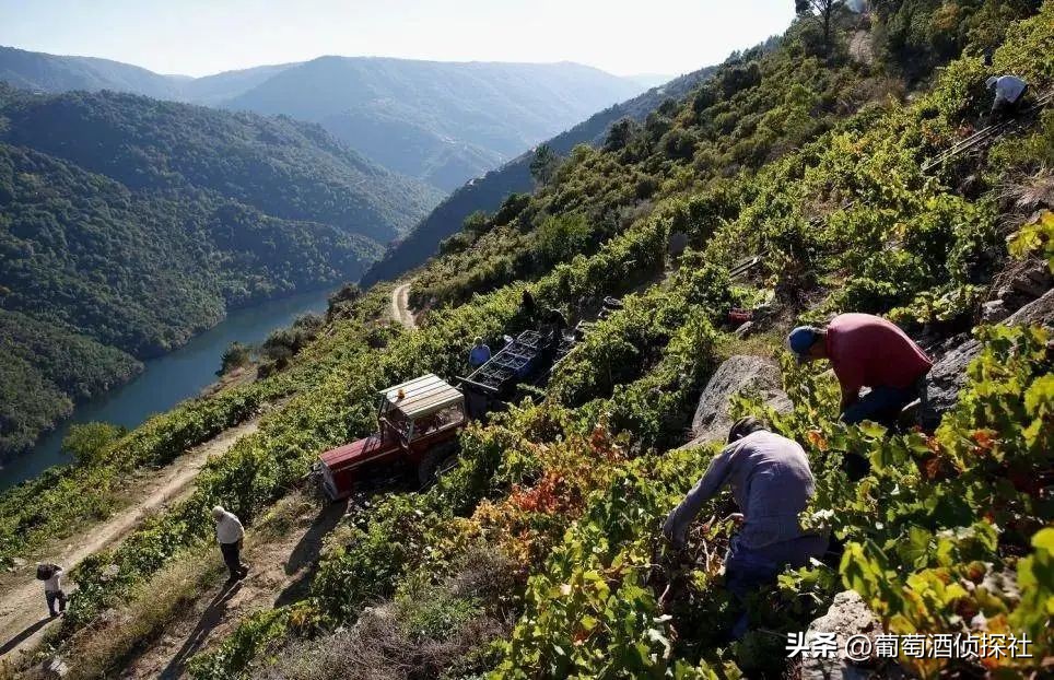 正宗葡萄酒酿造法,葡萄酒酿造步骤精简