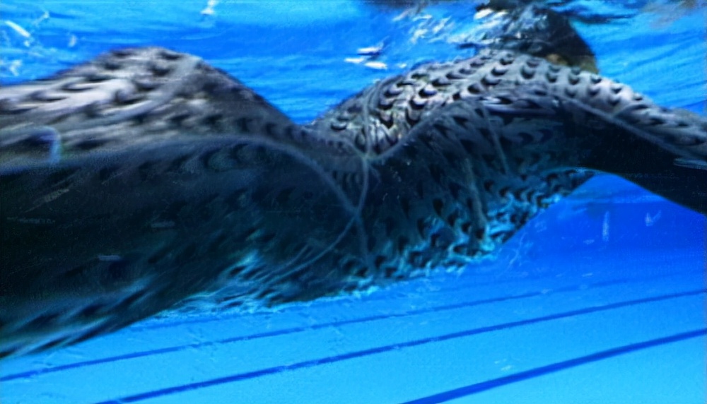 穿一次平均花费近万元，“鲨鱼皮”究竟有多神奇？