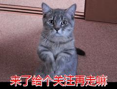 猫咪洗澡多久洗一次最好,第一次给猫洗澡怎么洗