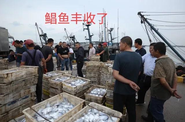 怎么样判断鲳鱼新不新鲜,如何分辨鲳鱼新鲜程度