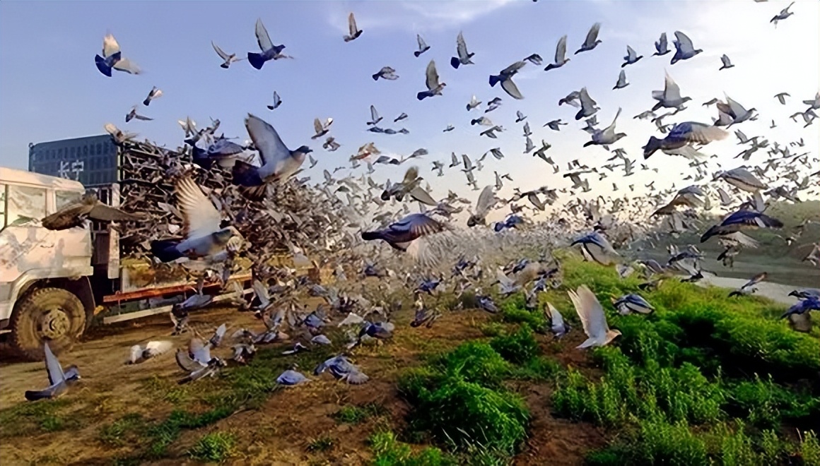 信鸽比赛时回来受伤了怎么治疗,信鸽公棚赛结束后信鸽怎么处理