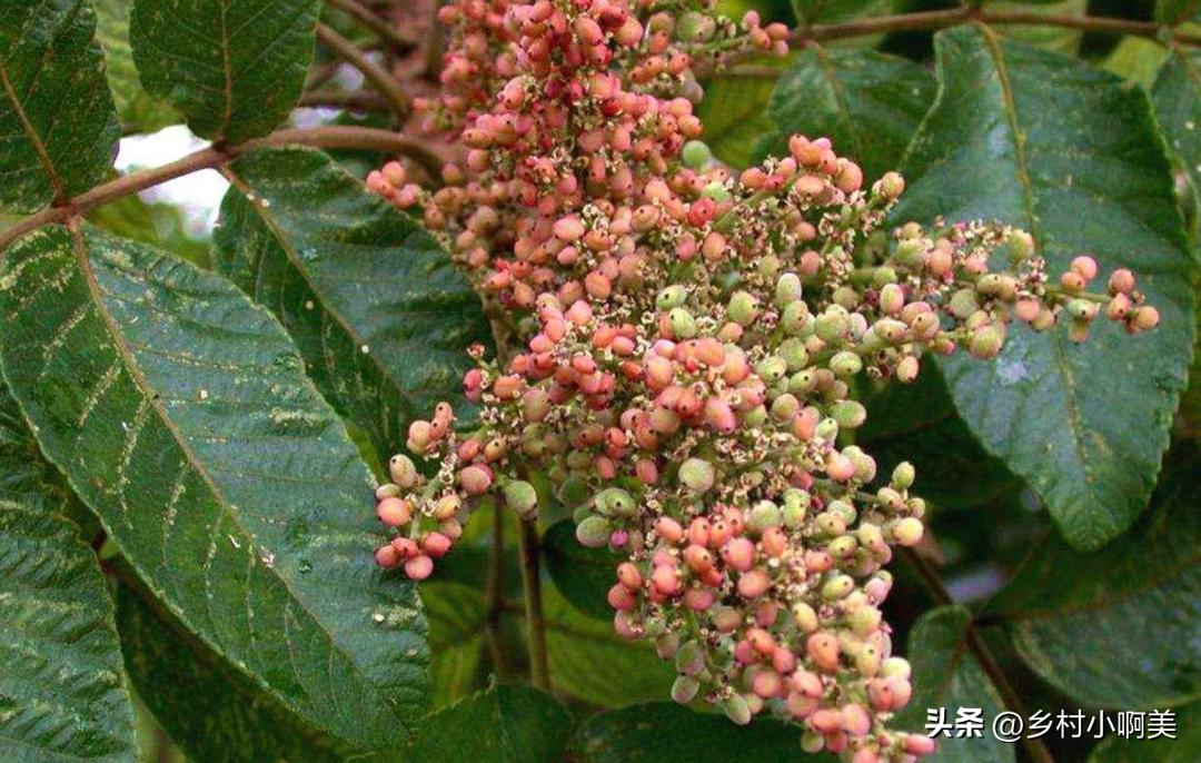 种植1年可收获的经济作物,农民种植一种植物一亩能赚多少钱