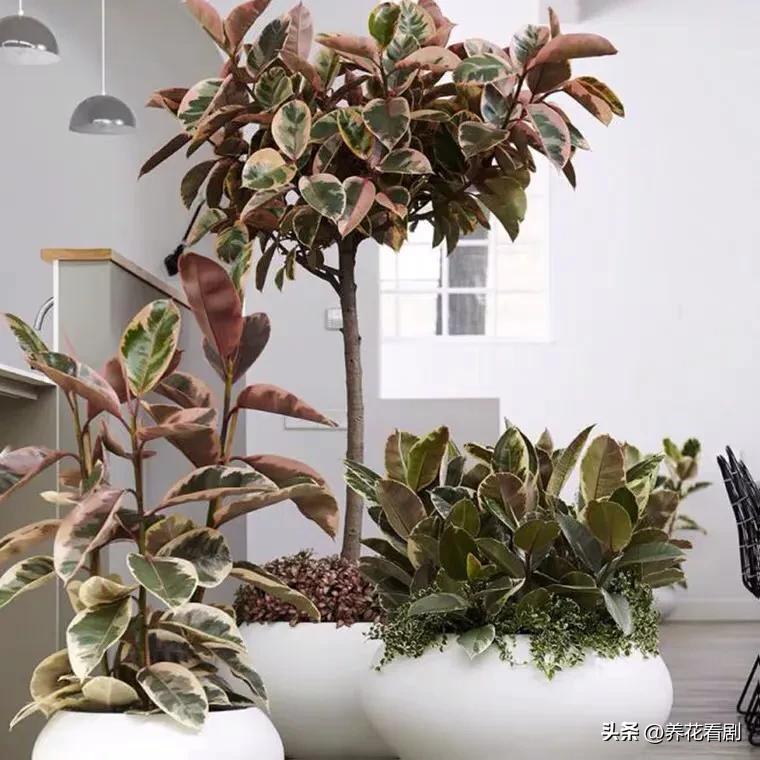 橡皮树叶子东倒西歪,橡皮树黄叶掉叶怎么办视频