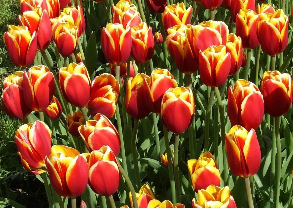 十大名花花卉,国画花卉图片大全