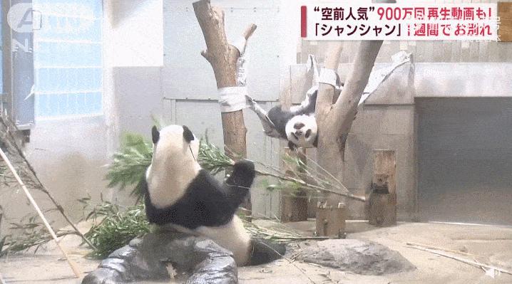 胖达在国外有多受欢迎？日本哭泣相送，比利时差点分裂？