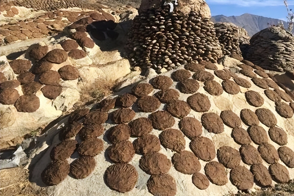 印度牛粪饼网上热销一度卖到断货,印度的牛粪饼是干什么用的