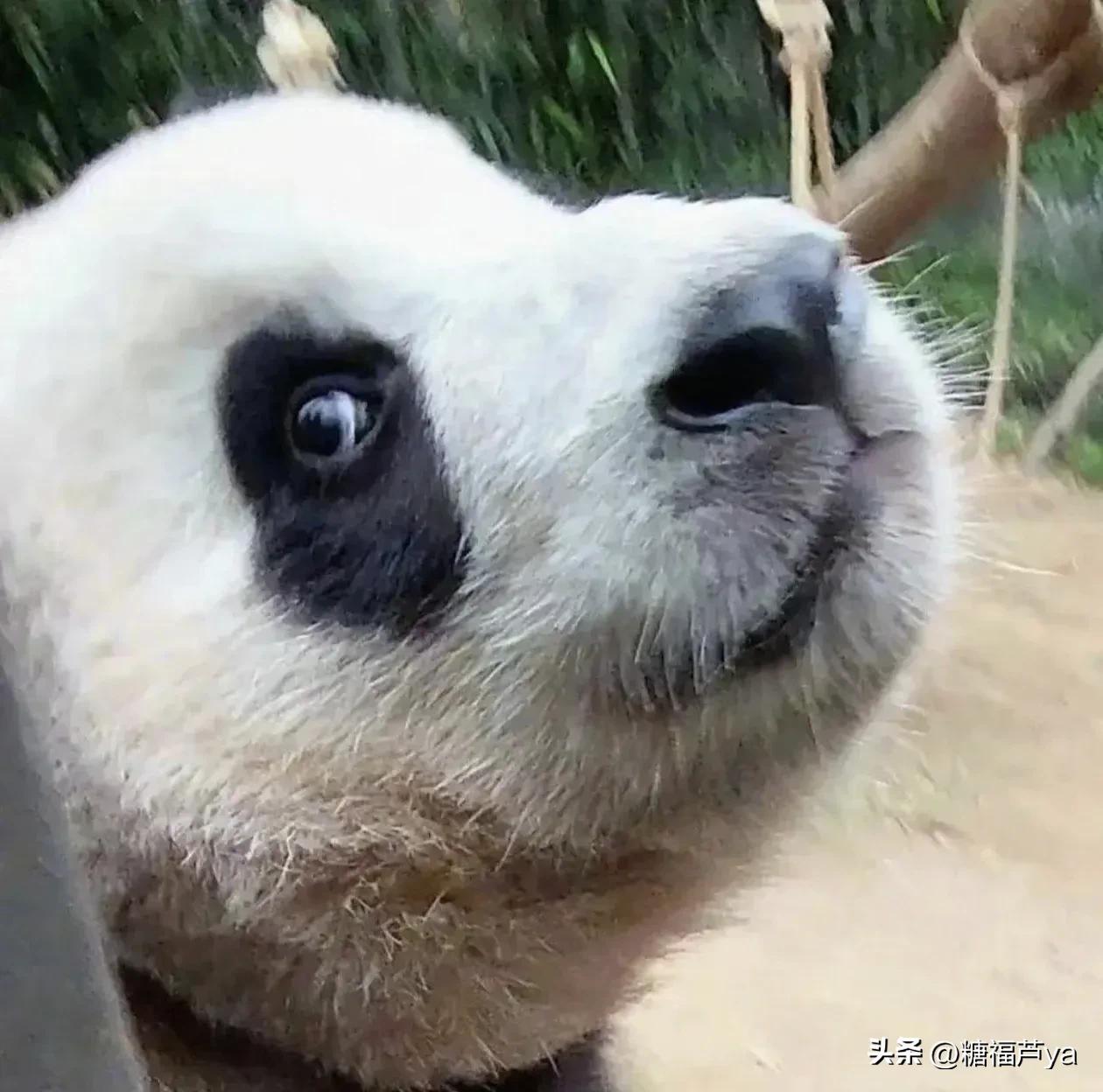 那些证明福宝是人的证据——毛皮大衣下是个小人精