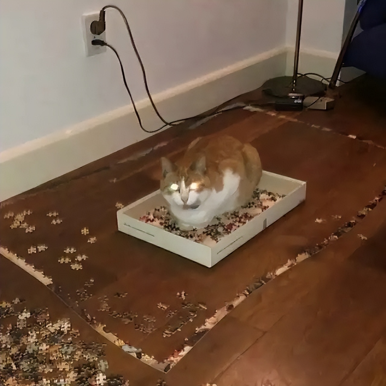 盘点那些奇怪的小猫咪搞笑的日常,盘点那些奇怪的小猫咪