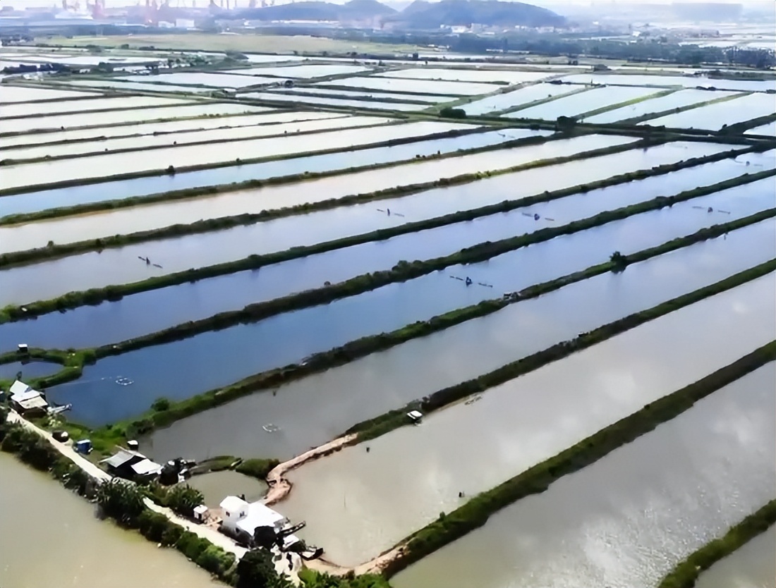 最大黄油蟹养殖户,男子养螃蟹