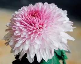 清雅花卉园艺景观,意境清雅的花草