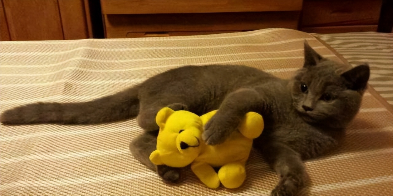 猫咪绝育记仇的表现,猫咪被绝育后有什么好处吗