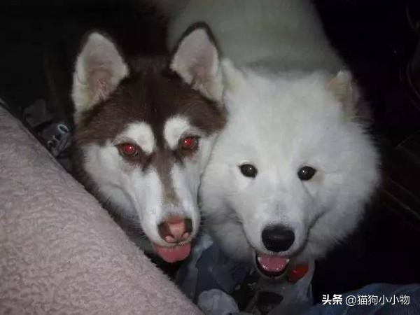 萨摩耶和哈士奇在一起会怎么样,萨摩耶跟哈士奇对比