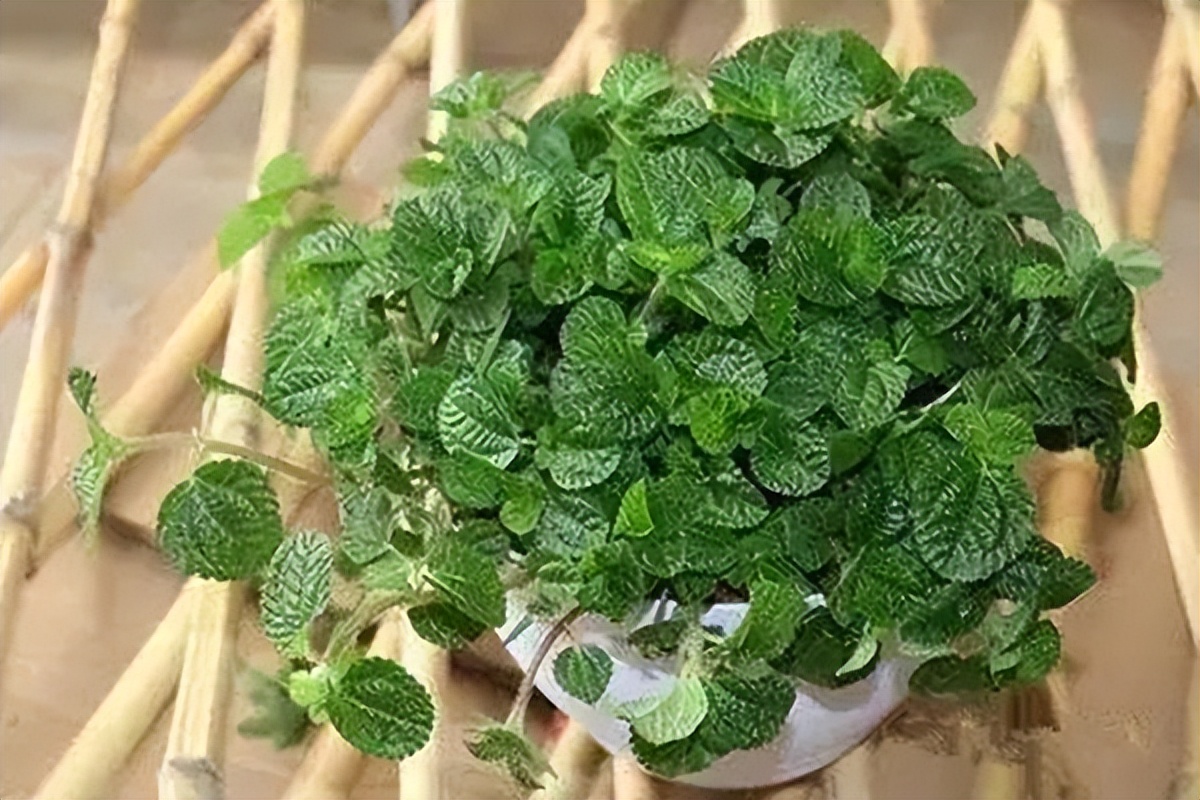 种什么蔬菜可吸甲醛,适合家庭种植的除甲醛植物