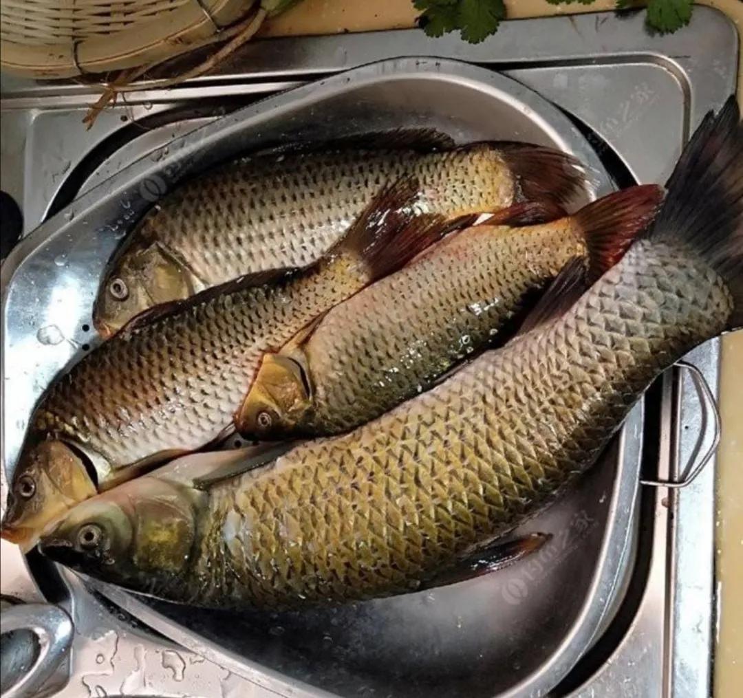 杀鱼很残忍怎么办,一招学会杀各种鱼方法