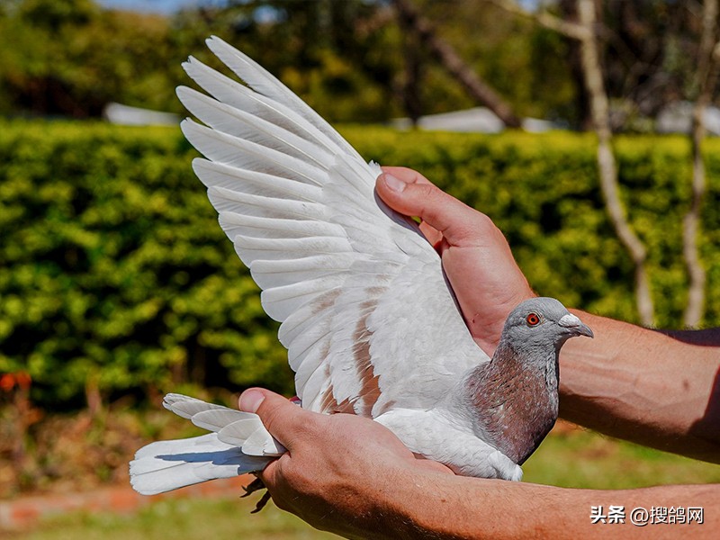 维多利亚历届冠军,维多利亚十大名鸽