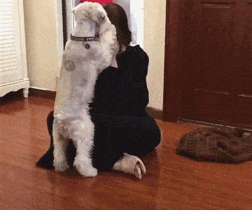 养狗新手该养啥宠物好呢,新手养狗不建议养这四种