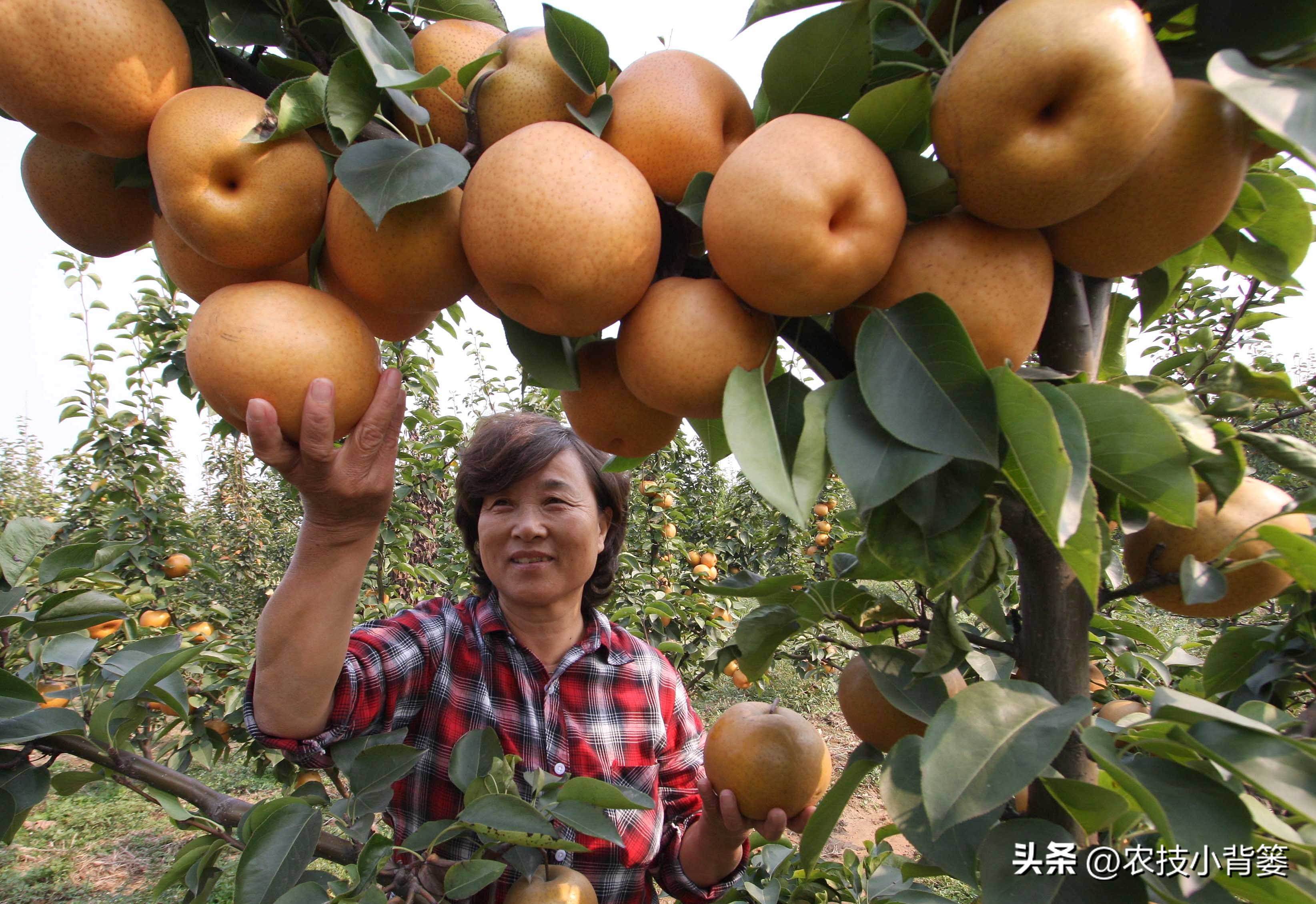 农作物缺钙补充什么肥料,为什么钙肥补了问题还是很多