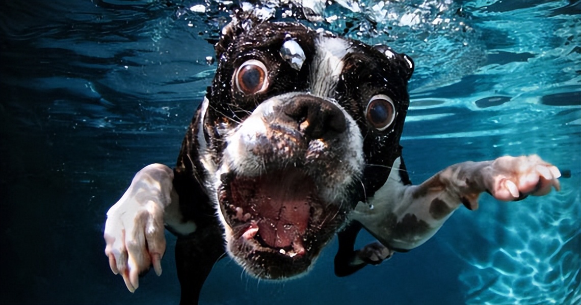 新手小白学游泳教程,新手学游泳先学什么泳姿