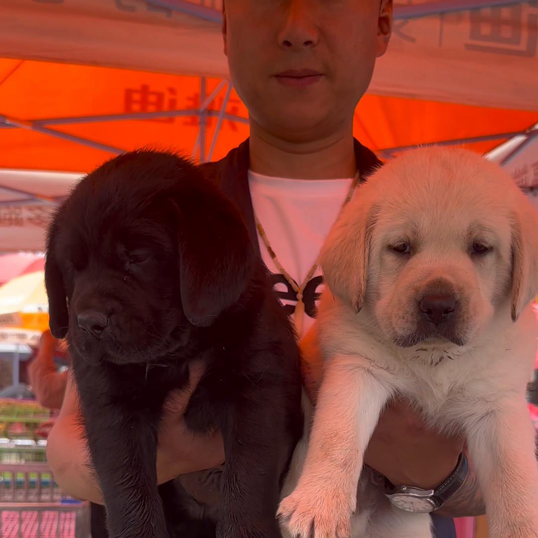 宠物市场帮粉丝挑选拉布拉多,宠物市场纯种黑色拉布拉多犬