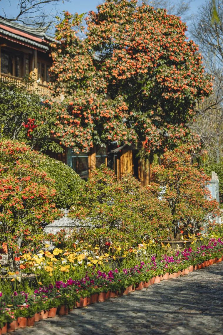 丽江三多节是哪天,丽江四天三夜怎么玩