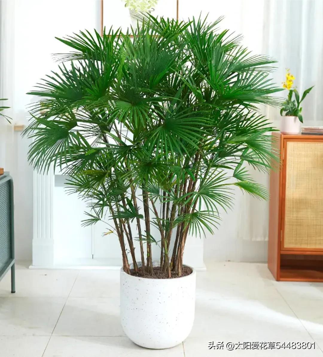 客厅常绿盆栽小型,适合室内养殖的大型常绿植物