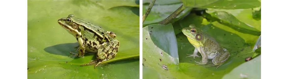 小青蛙呱呱呱,小青蛙