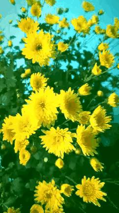 牙疼不是病的下半句,牙疼不是病段子