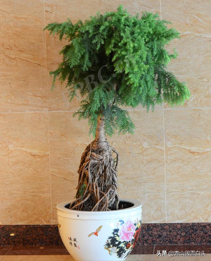 秃杉种多少年可以卖,秃杉树苗