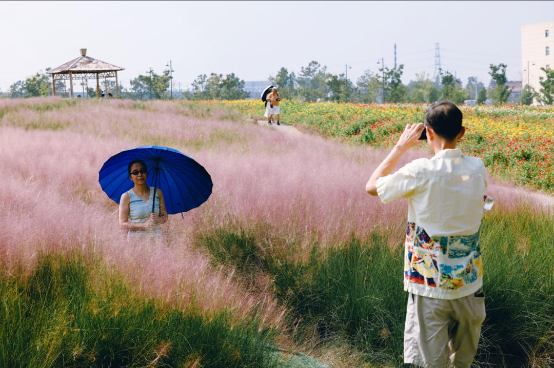 杭州临平粉黛乱子草花海地址,杭州临平30余亩粉黛花海梦幻上线