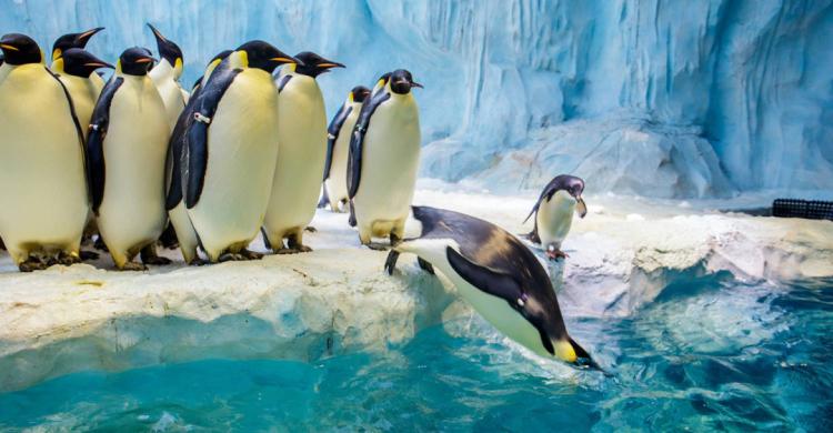 珠海长隆飞船酒店！海洋王国无限畅玩+畅游28楼绝美无边际泳池