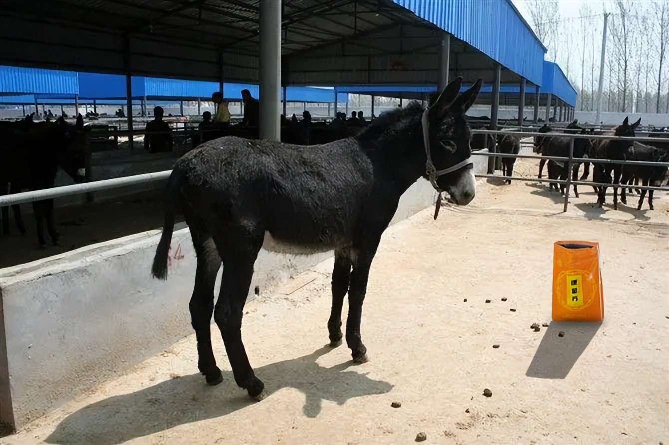秋冬育肉驴的技术,肉驴喂什么肥料最快