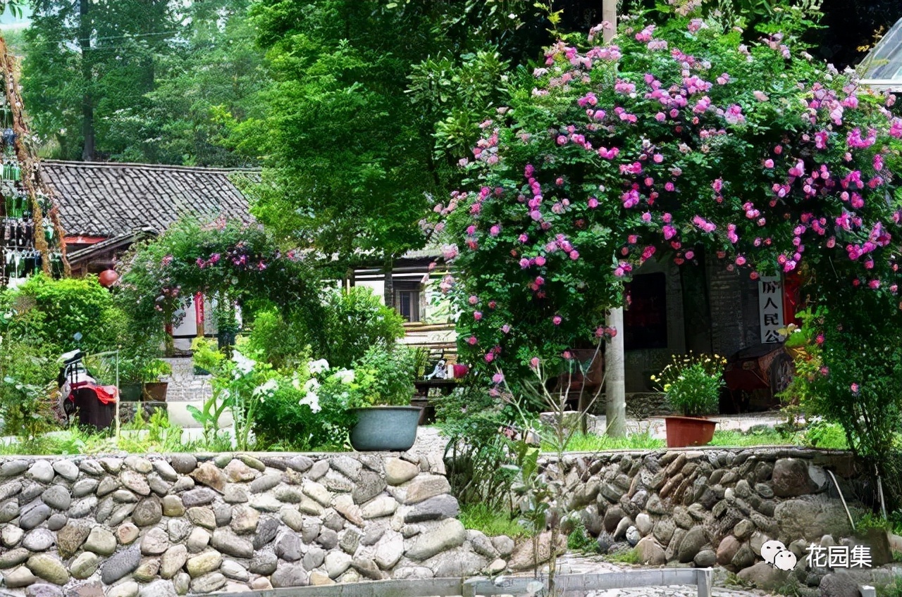 花园适合种的植物,在花园种植哪些植物比较适合