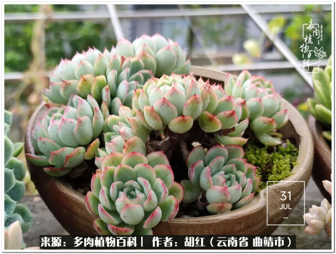 多肉植物里的糖,多肉生活的调味剂