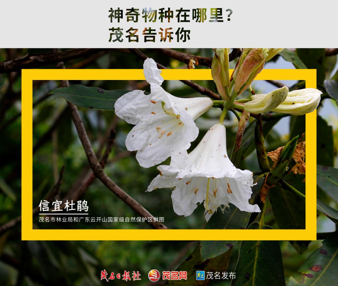 浙江神奇物种,茂名发现新物种