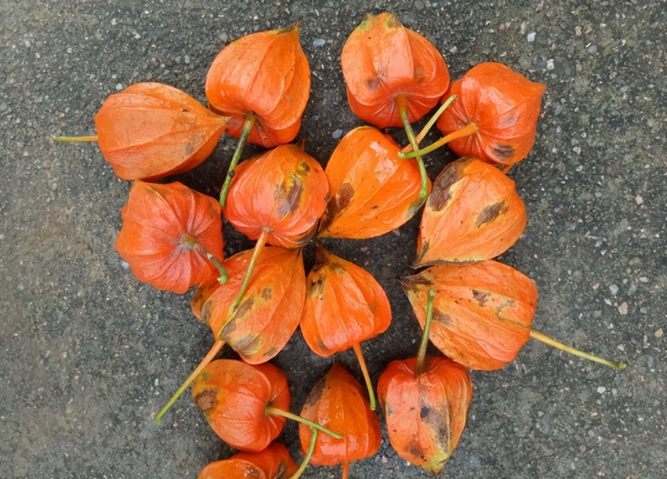 姑娘果的食用价值,姑娘果是野生的不甜能吃吗