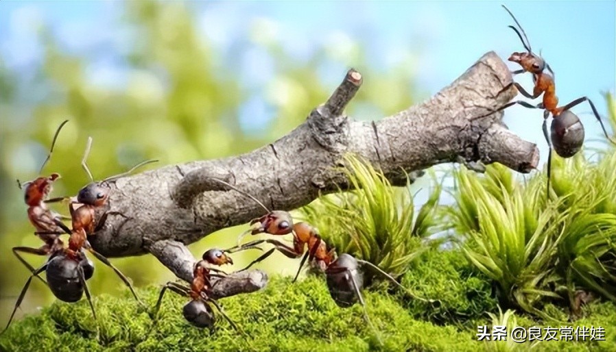 一年级期末考试干货,一年级下册语文期末复习必考