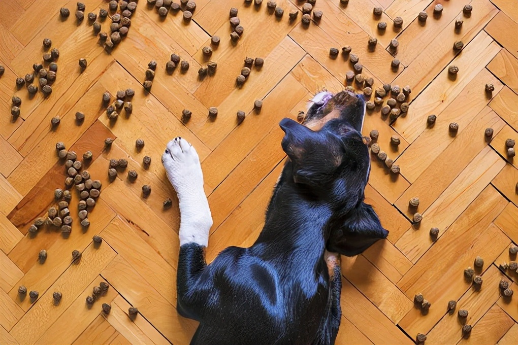 狗什么时候就不用泡狗粮了,狗可以吃猫粮吗