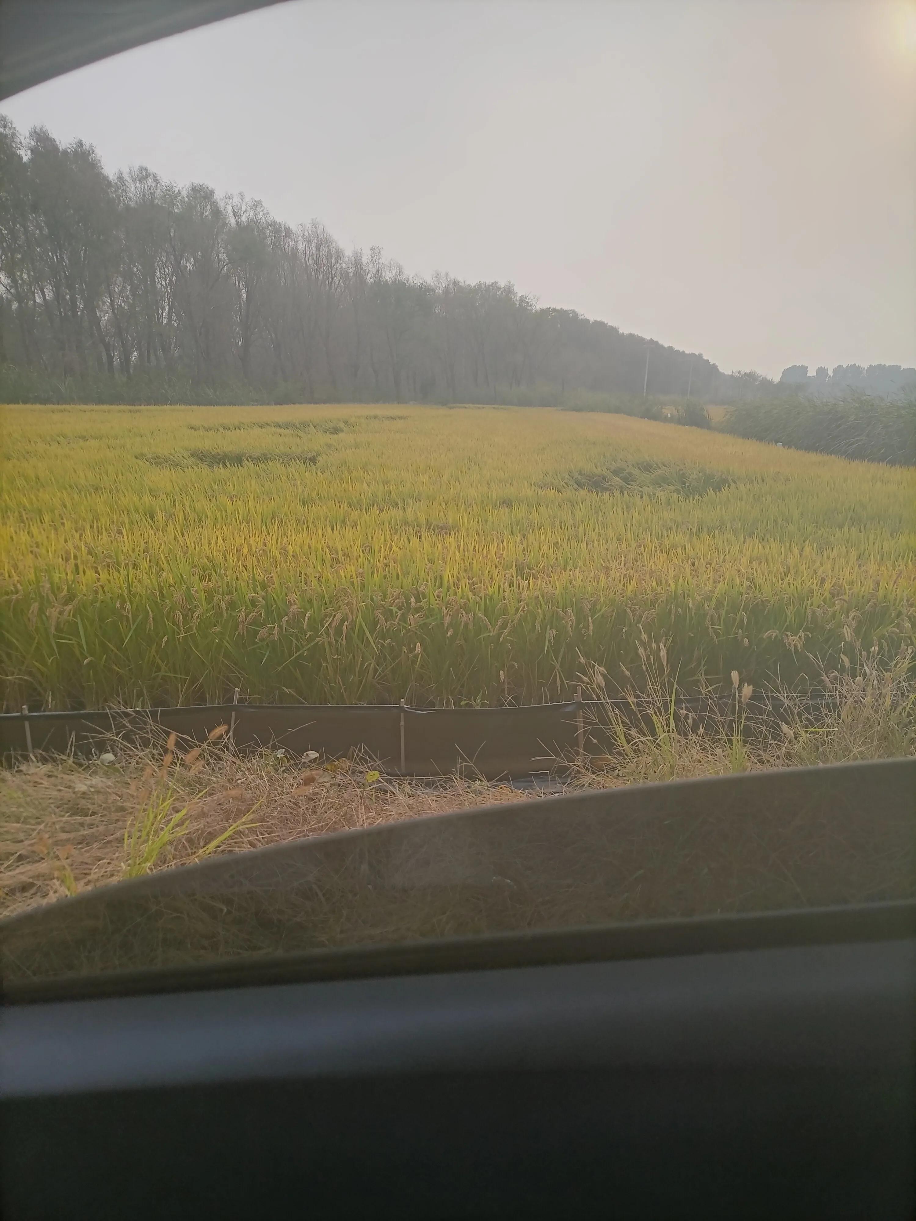 甘肃平凉回民的油饼,甘肃省民勤县油饼