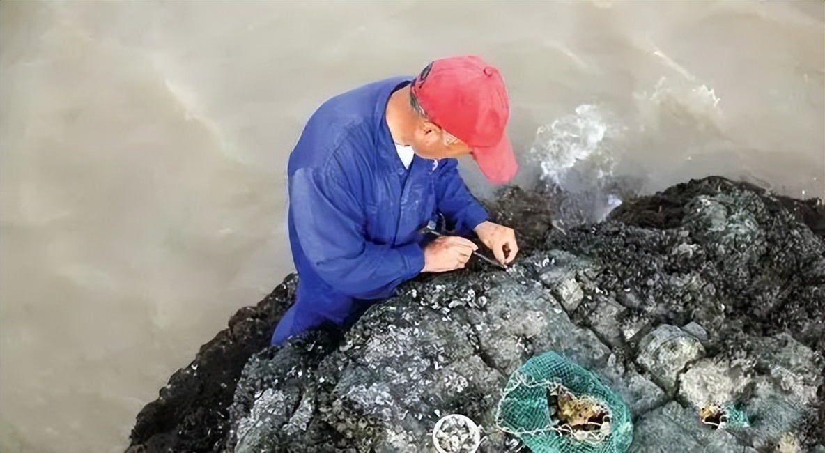 中国人吃藤壶,哪个地方的人吃藤壶